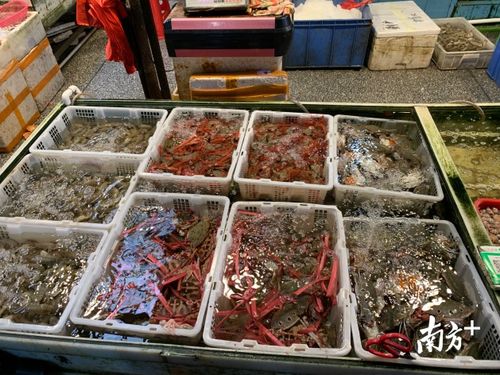 探營佛山農(nóng)產(chǎn)品批發(fā)市場 復工復產(chǎn)之路上的堅守與希望