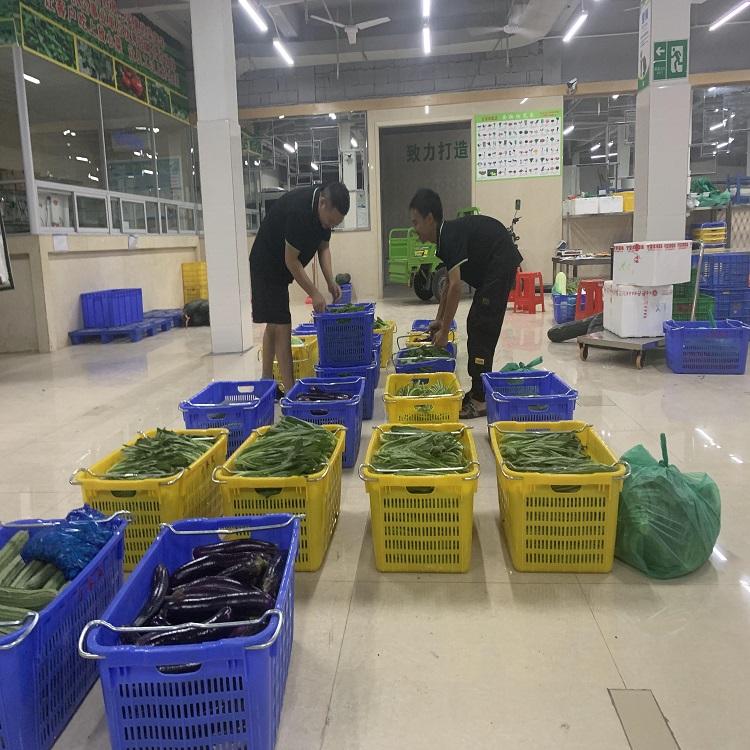 從田間到餐桌的綠色橋梁 探尋坑梓蔬菜配送與大型種植基地的產業脈動